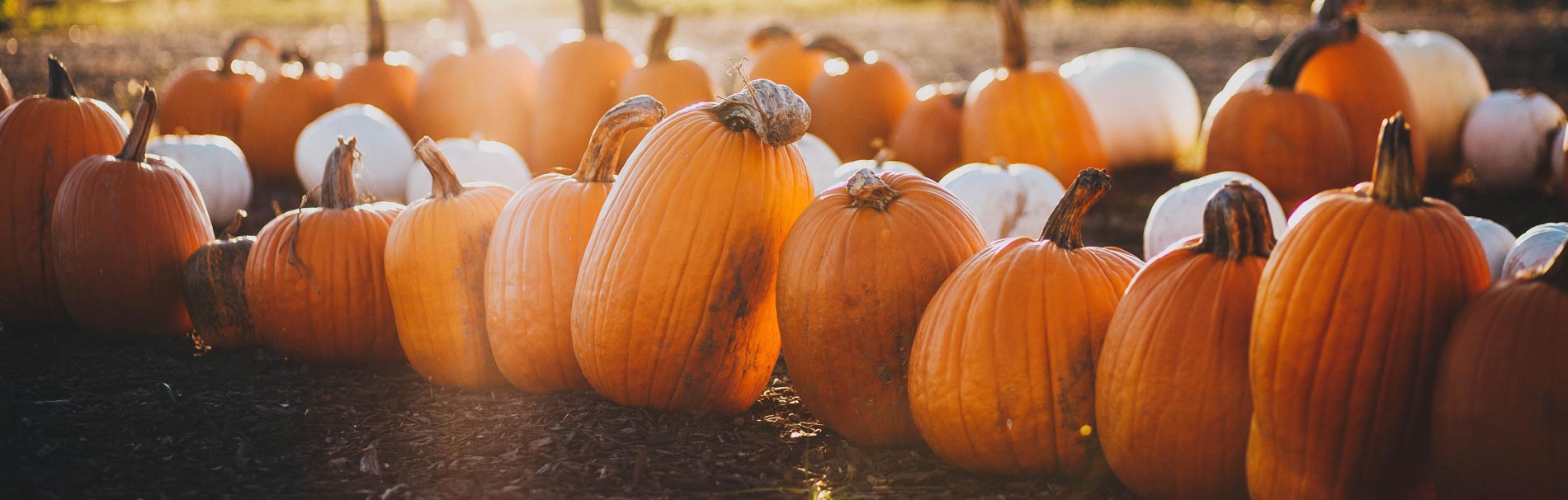 11 Things We Love About Fall - Senior Retirement