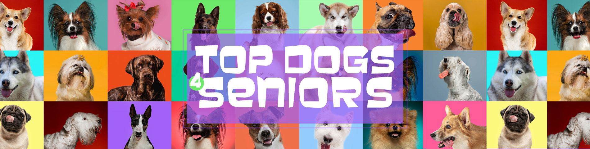 Perfect dogs for Seniors