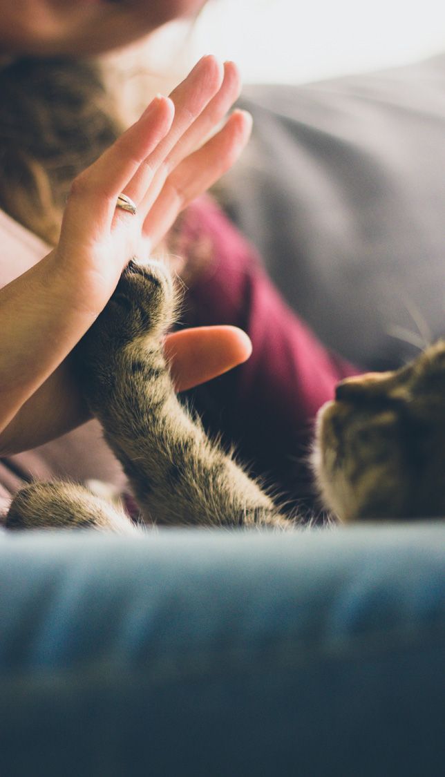 Cuddly cat offers a high-five